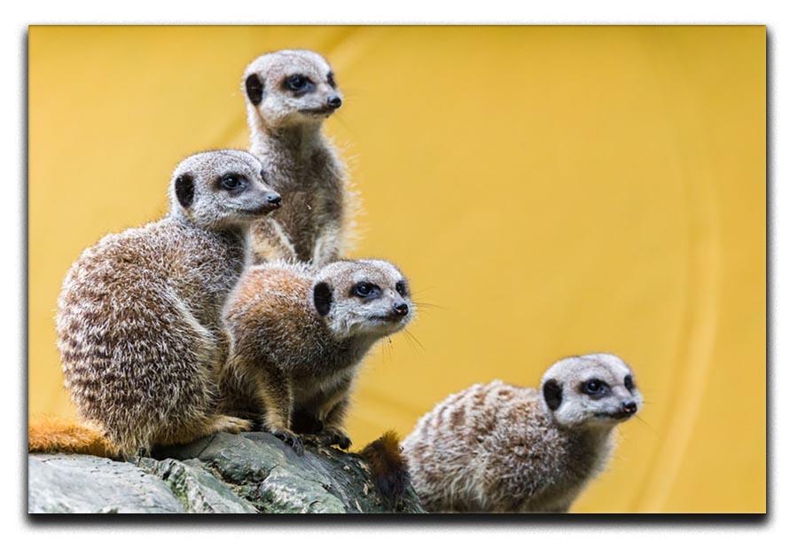 A group of meerkats seen on top of a rock Canvas Print or Poster - Canvas Art Rocks - 1