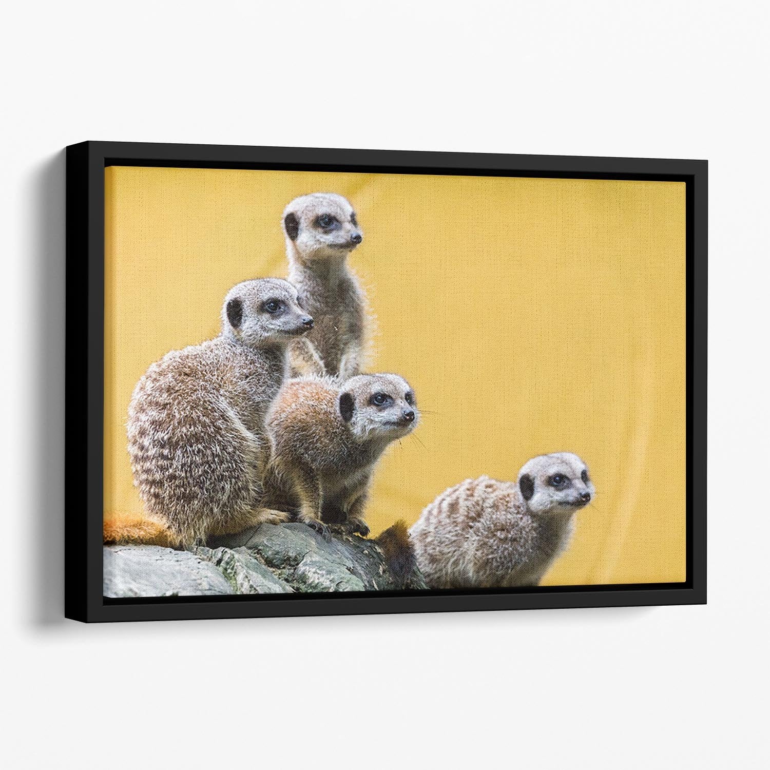 A group of meerkats seen on top of a rock Floating Framed Canvas - Canvas Art Rocks - 1