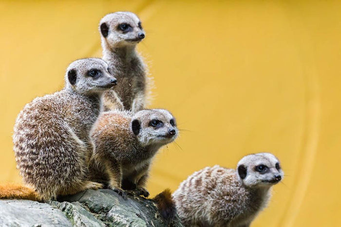 A group of meerkats seen on top of a rock Wall Mural Wallpaper