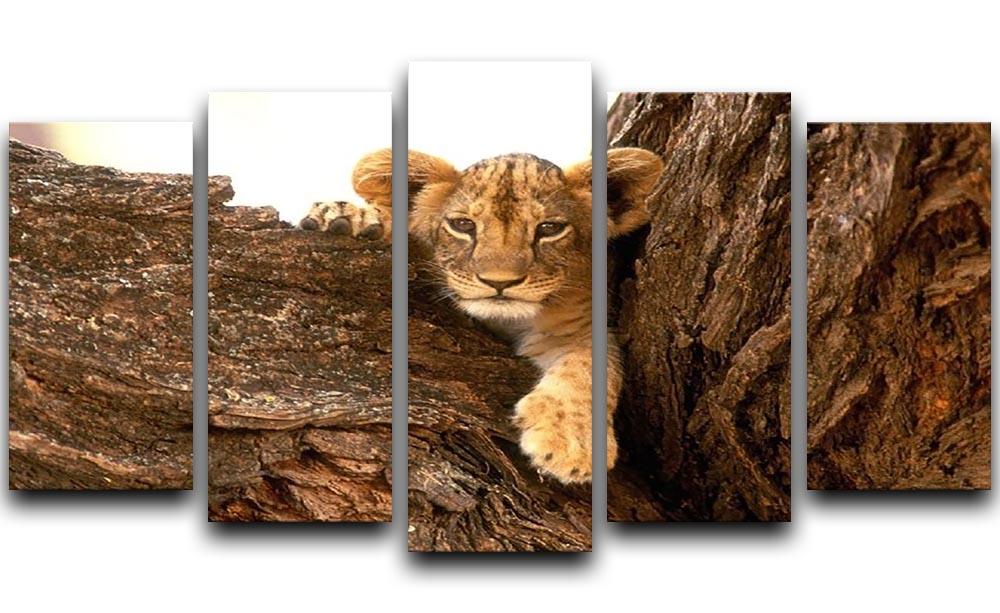 A little tiger cub look out for rocks 5 Split Panel Canvas - Canvas Art Rocks - 1