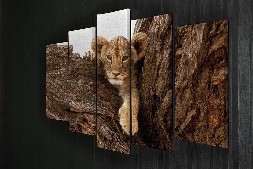 A little tiger cub look out for rocks 5 Split Panel Canvas - Canvas Art Rocks - 2