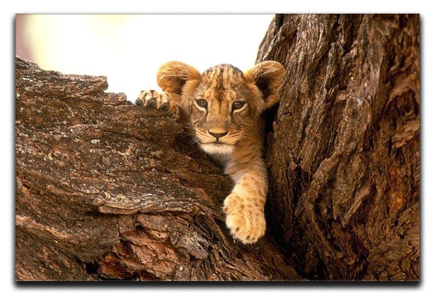 A little tiger cub look out for rocks Canvas Print or Poster - Canvas Art Rocks - 1