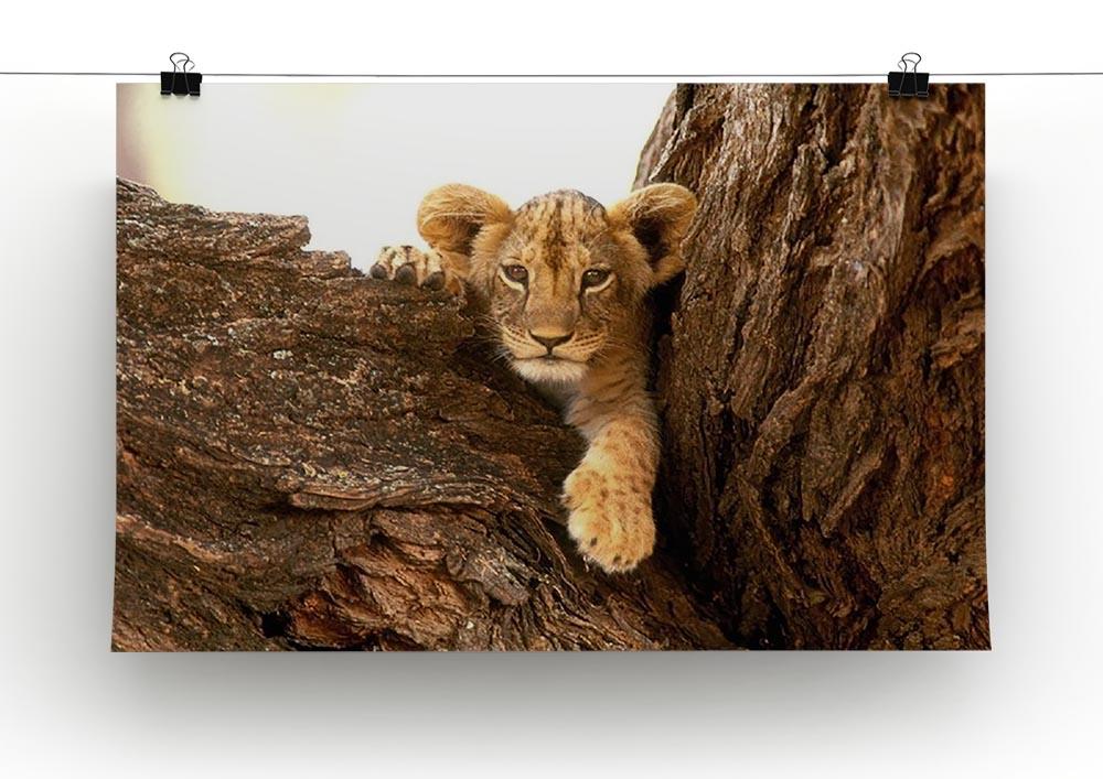 A little tiger cub look out for rocks Canvas Print or Poster - Canvas Art Rocks - 2