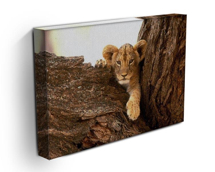 A little tiger cub look out for rocks Canvas Print or Poster - Canvas Art Rocks - 3