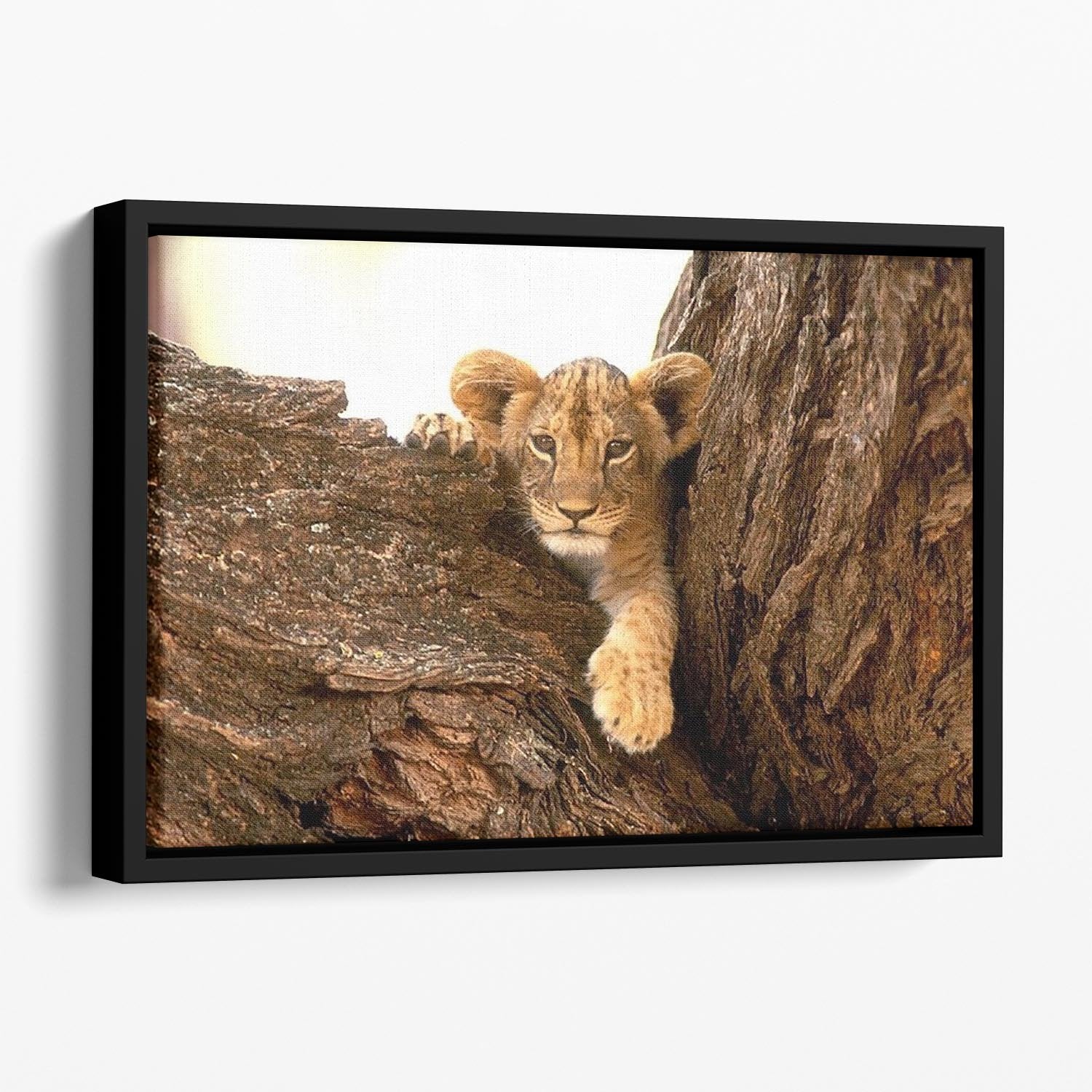 A little tiger cub look out for rocks Floating Framed Canvas - Canvas Art Rocks - 1