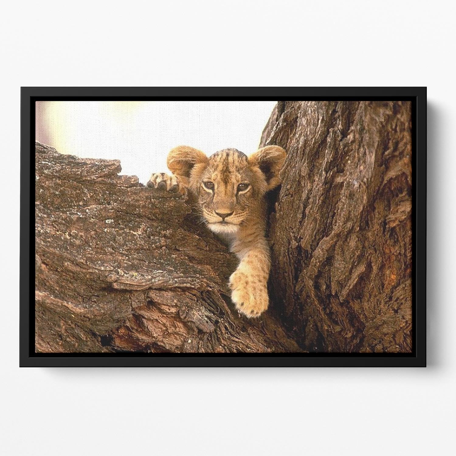 A little tiger cub look out for rocks Floating Framed Canvas - Canvas Art Rocks - 2