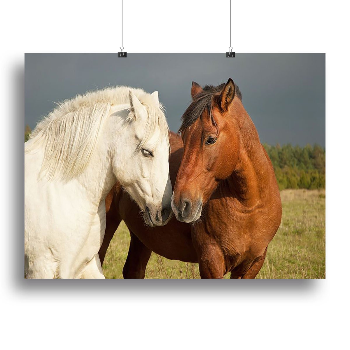 A pair of horses showing affection Canvas Print or Poster
