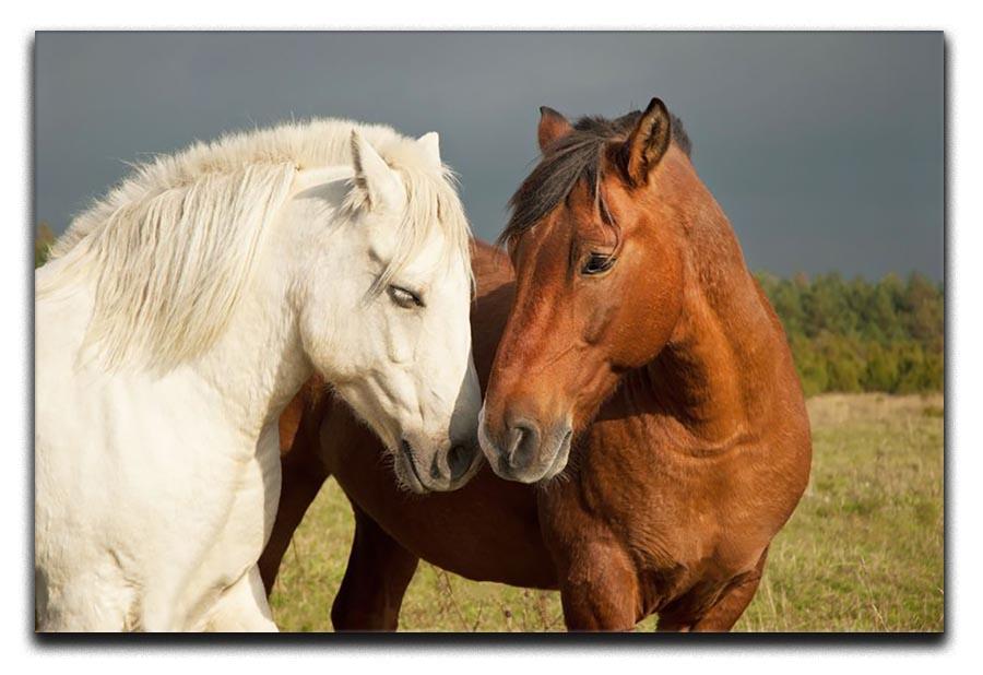 A pair of horses showing affection Canvas Print or Poster - Canvas Art Rocks - 1