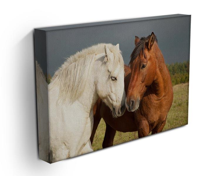 A pair of horses showing affection Canvas Print or Poster - Canvas Art Rocks - 3