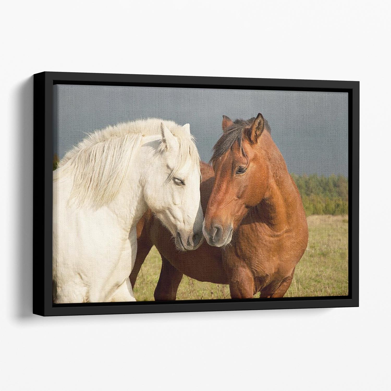A pair of horses showing affection Floating Framed Canvas - Canvas Art Rocks - 1