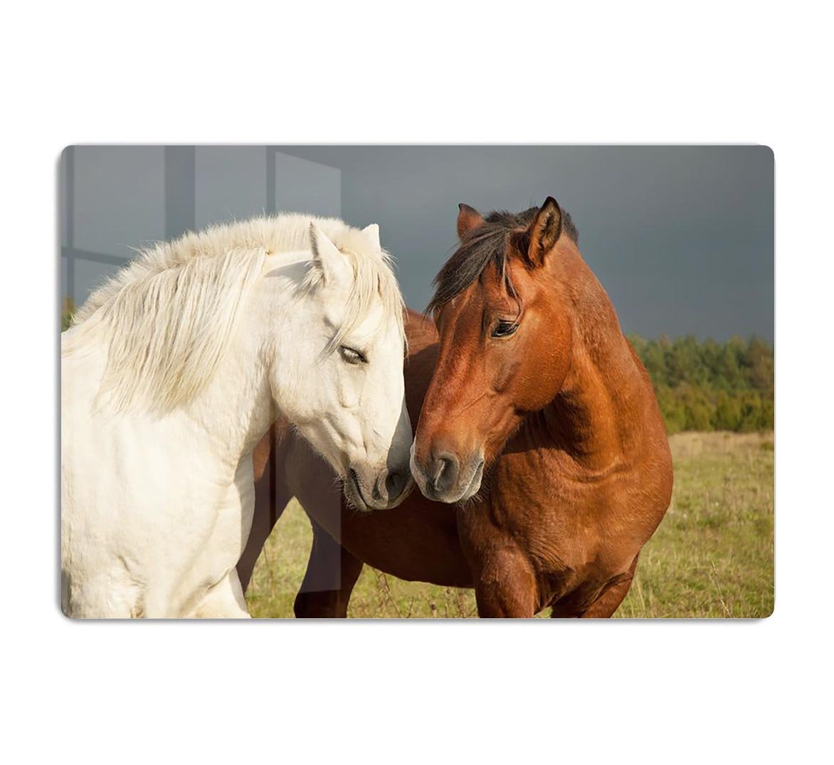 A pair of horses showing affection HD Metal Print - Canvas Art Rocks - 1