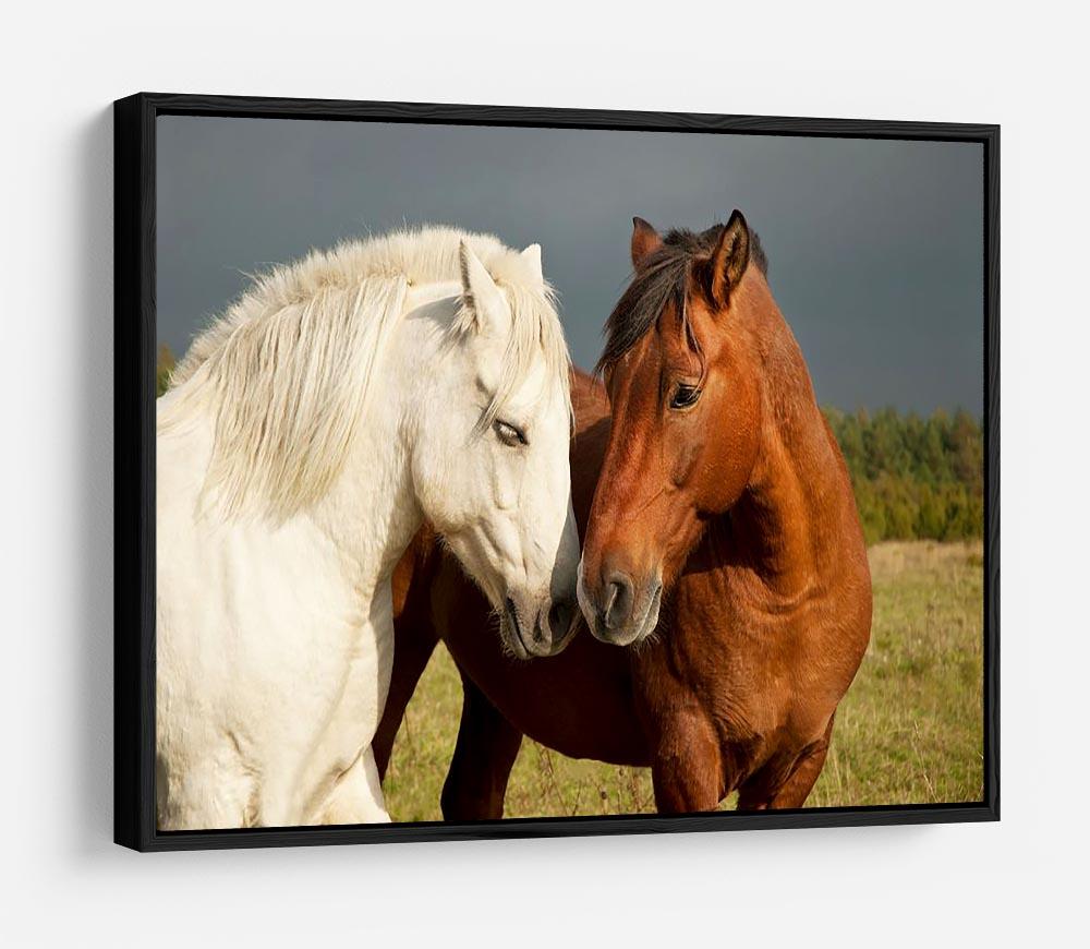 A pair of horses showing affection HD Metal Print - Canvas Art Rocks - 6