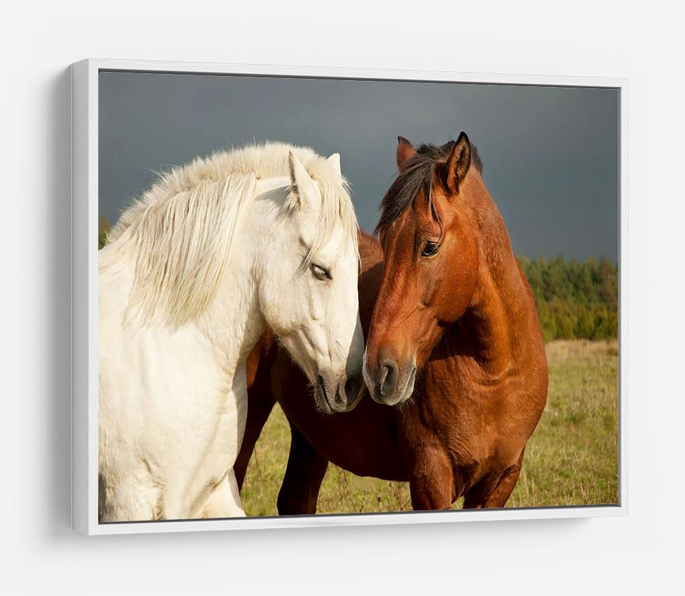 A pair of horses showing affection HD Metal Print - Canvas Art Rocks - 7