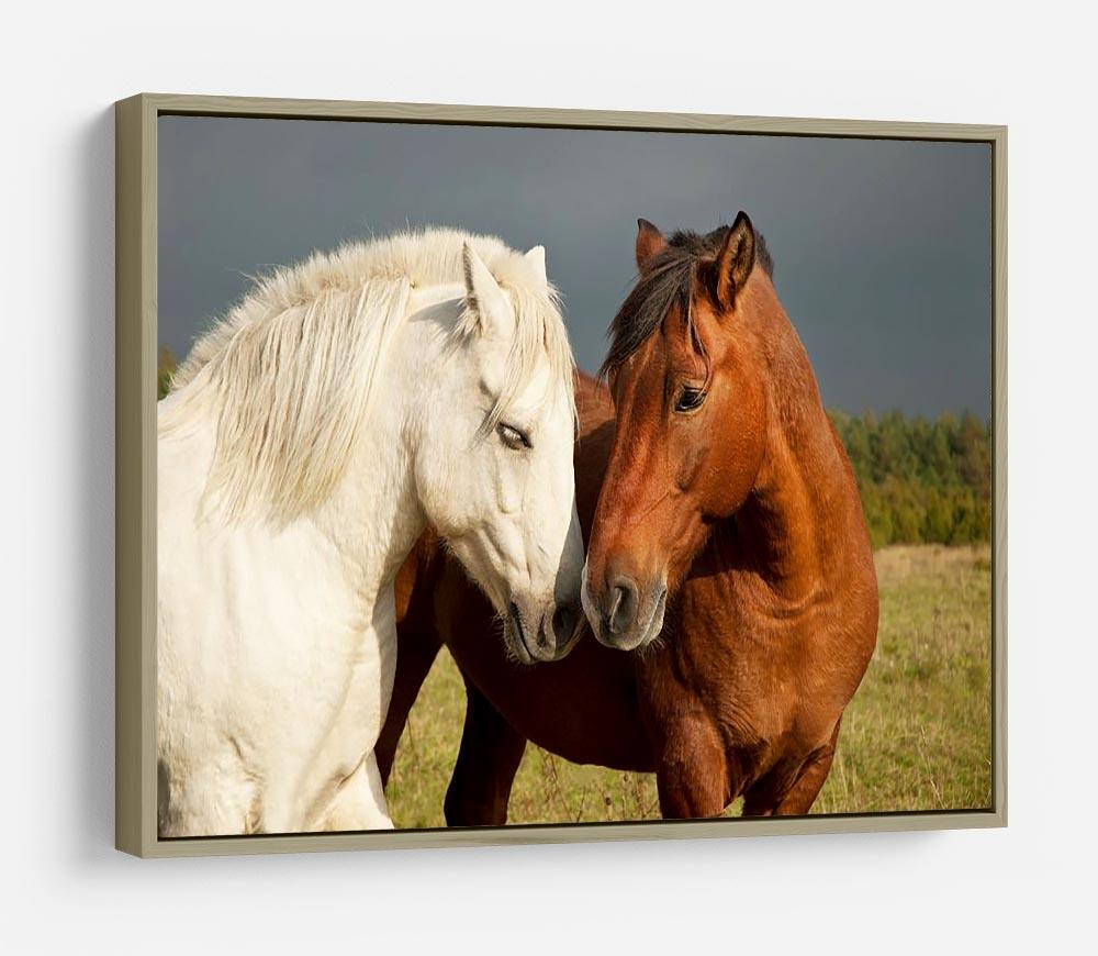 A pair of horses showing affection HD Metal Print - Canvas Art Rocks - 8