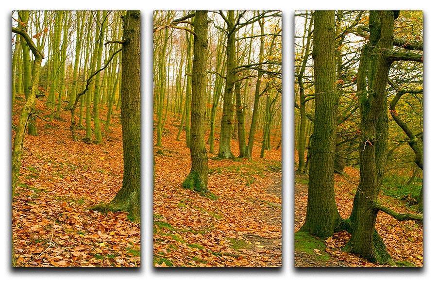 A path through the woods at Haw park 3 Split Panel Canvas Print - Canvas Art Rocks - 1