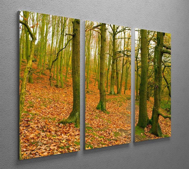 A path through the woods at Haw park 3 Split Panel Canvas Print - Canvas Art Rocks - 2