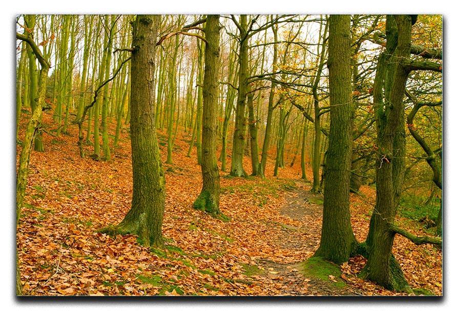 A path through the woods at Haw park Canvas Print or Poster  - Canvas Art Rocks - 1