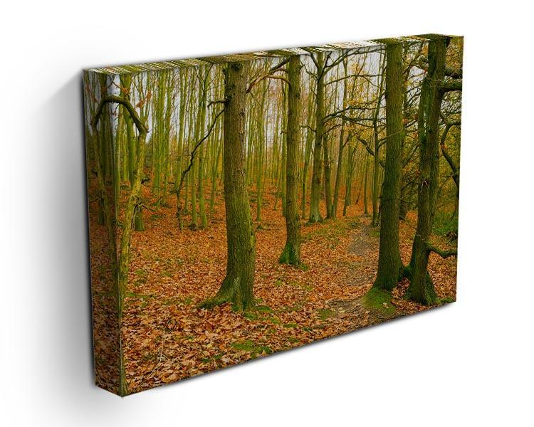 A path through the woods at Haw park Canvas Print or Poster - Canvas Art Rocks - 3