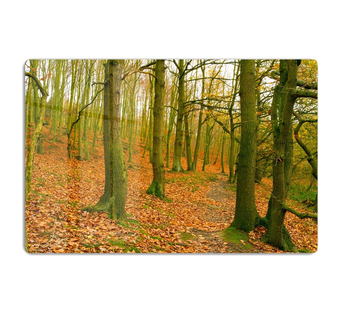 A path through the woods at Haw park HD Metal Print