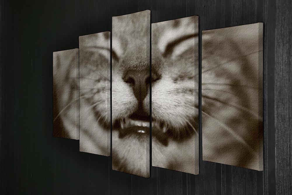 A smiling kitten 5 Split Panel Canvas - Canvas Art Rocks - 2
