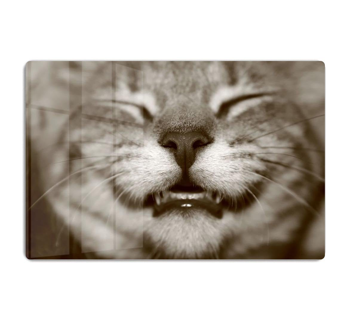A smiling kitten HD Metal Print - Canvas Art Rocks - 1