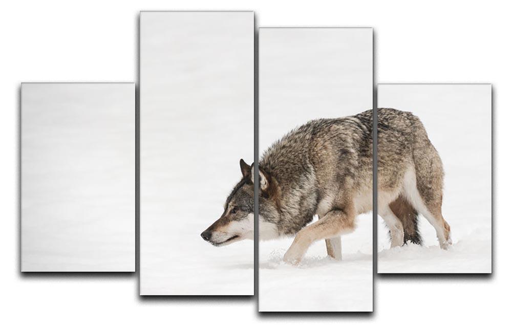 A solitary lone wolf prowls through snow 4 Split Panel Canvas - Canvas Art Rocks - 1