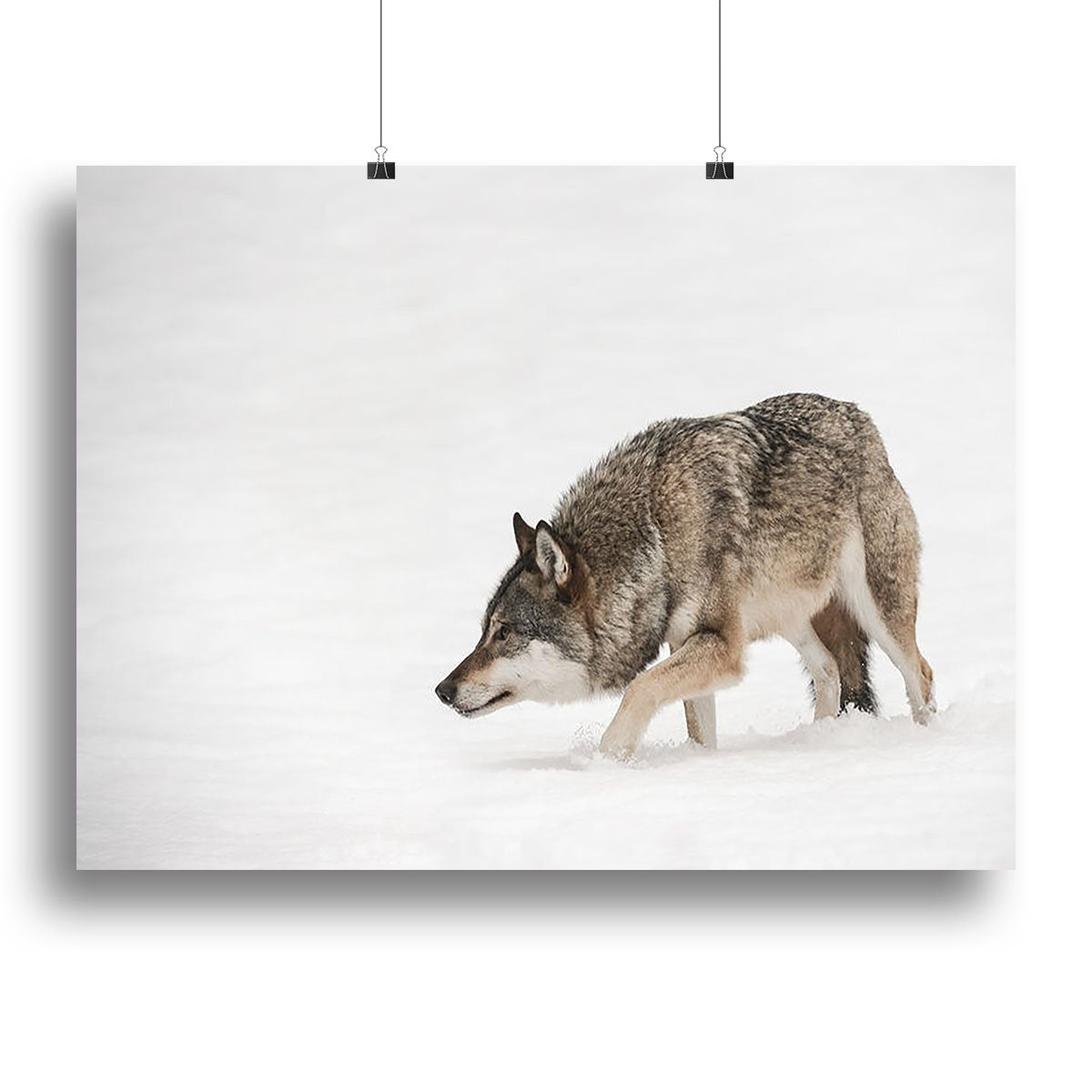 A solitary lone wolf prowls through snow Canvas Print or Poster