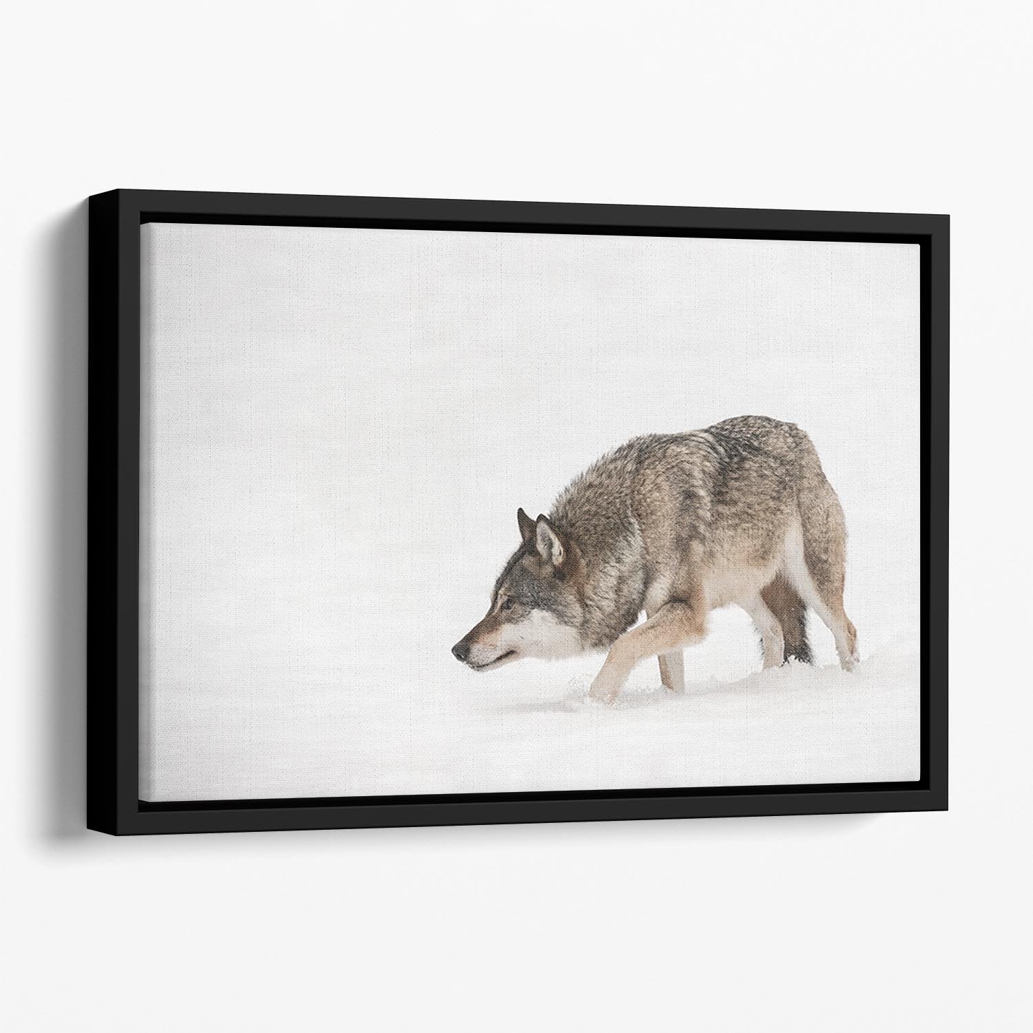 A solitary lone wolf prowls through snow Floating Framed Canvas - Canvas Art Rocks - 1