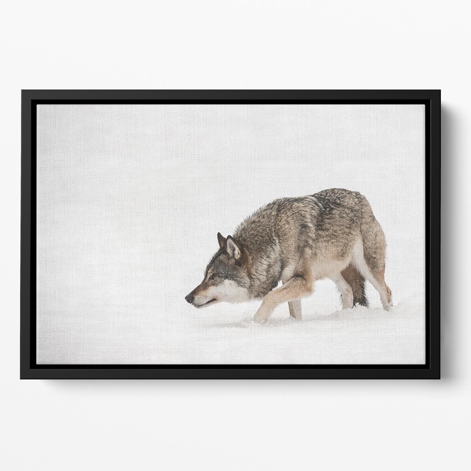 A solitary lone wolf prowls through snow Floating Framed Canvas - Canvas Art Rocks - 2