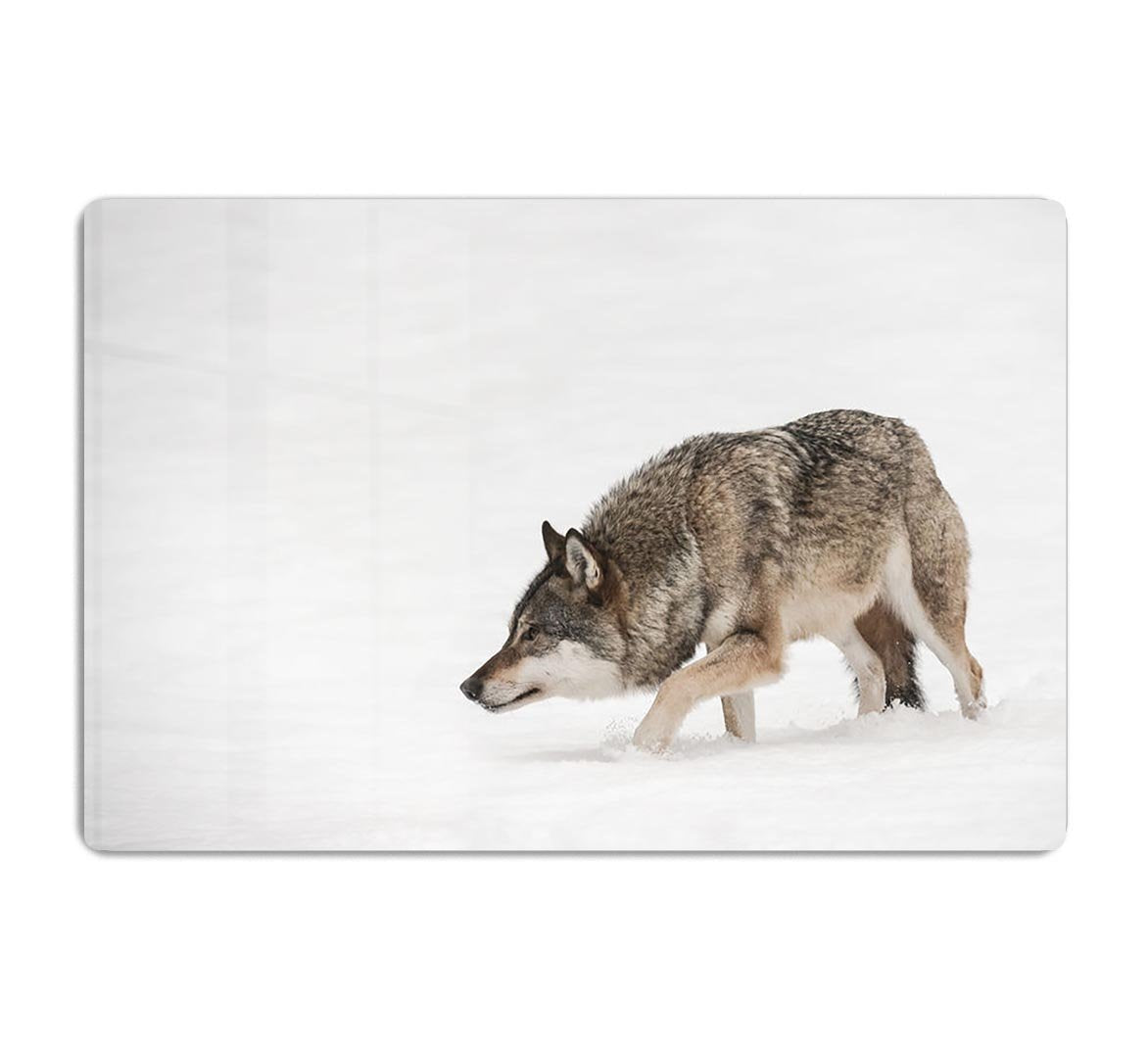 A solitary lone wolf prowls through snow HD Metal Print - Canvas Art Rocks - 1