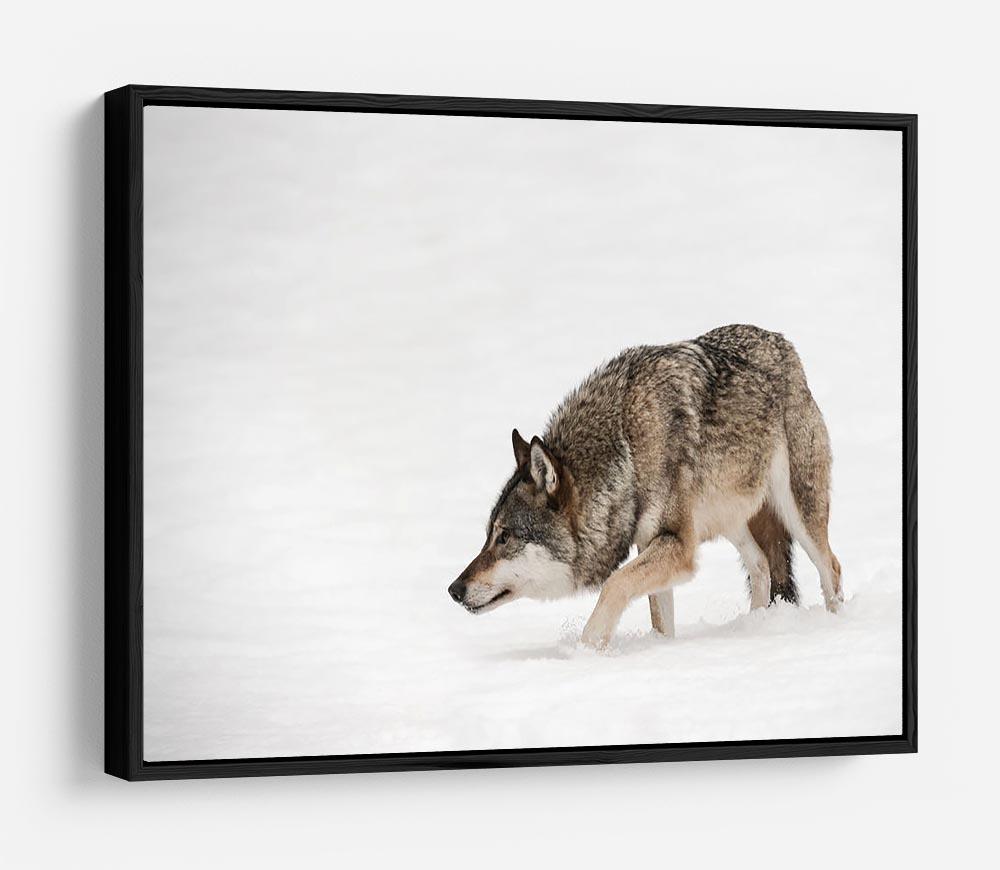 A solitary lone wolf prowls through snow HD Metal Print - Canvas Art Rocks - 6