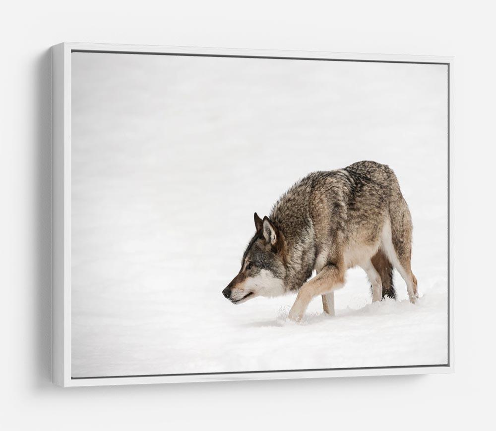 A solitary lone wolf prowls through snow HD Metal Print - Canvas Art Rocks - 7