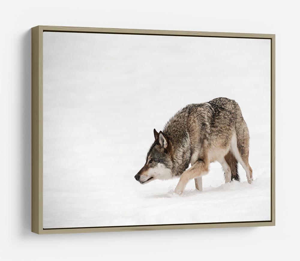 A solitary lone wolf prowls through snow HD Metal Print - Canvas Art Rocks - 8