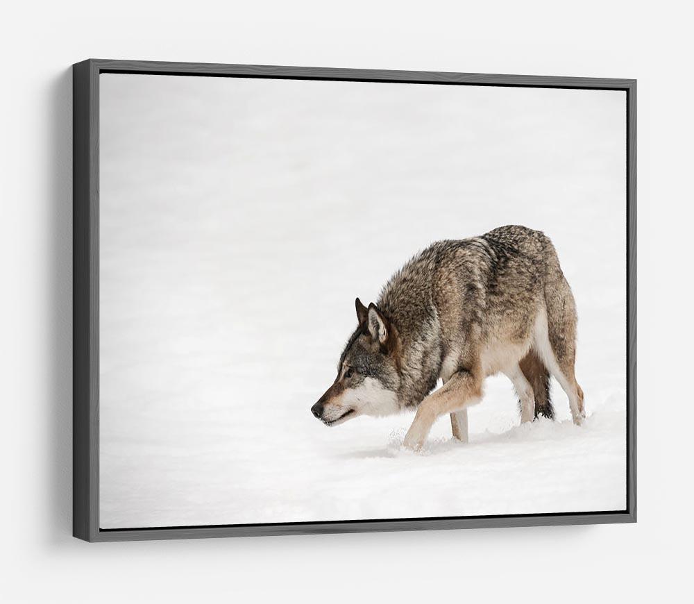 A solitary lone wolf prowls through snow HD Metal Print - Canvas Art Rocks - 9