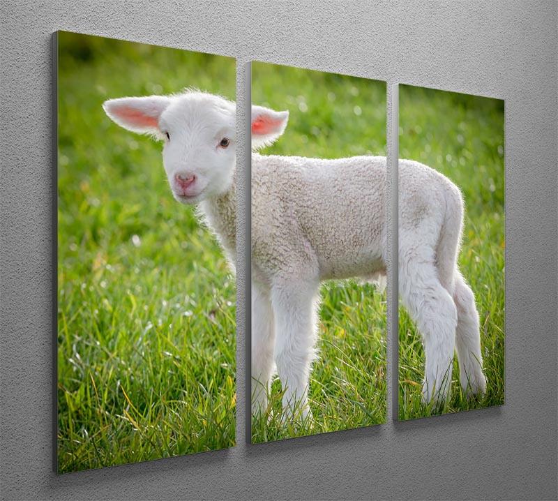 A white suffolk lamb 3 Split Panel Canvas Print - Canvas Art Rocks - 2