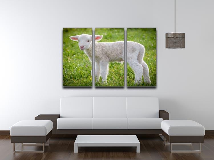 A white suffolk lamb 3 Split Panel Canvas Print - Canvas Art Rocks - 3