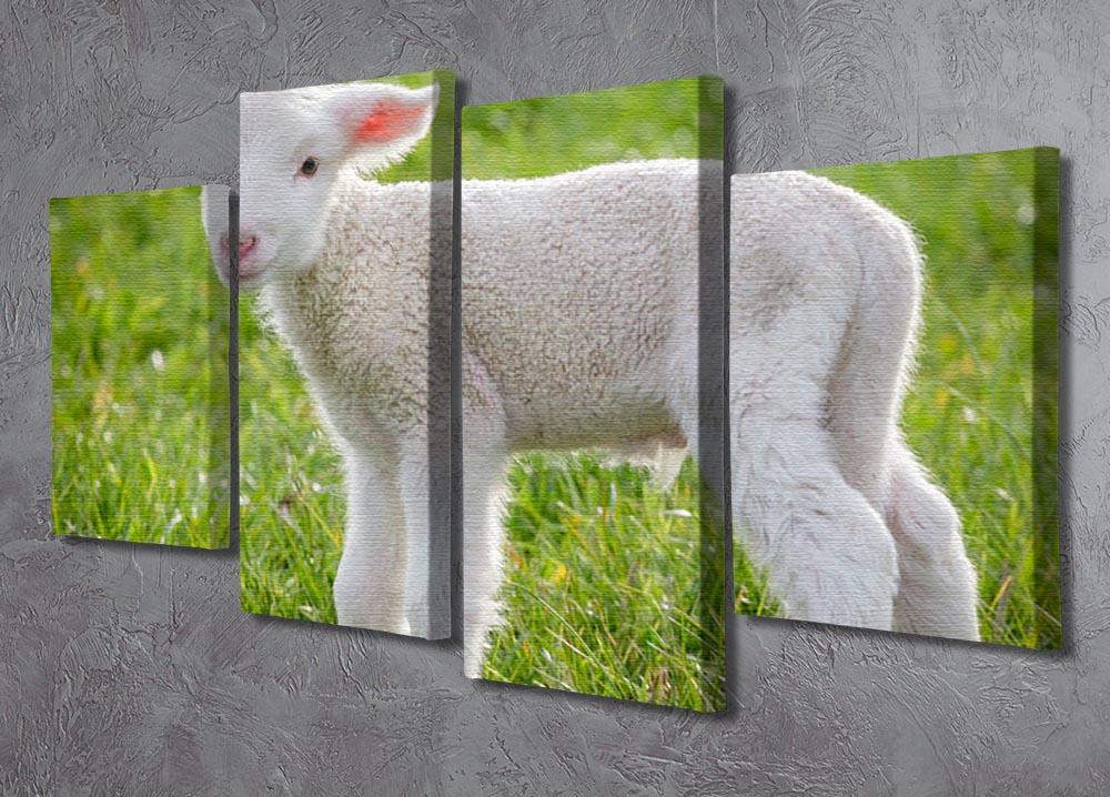 A white suffolk lamb 4 Split Panel Canvas - Canvas Art Rocks - 2