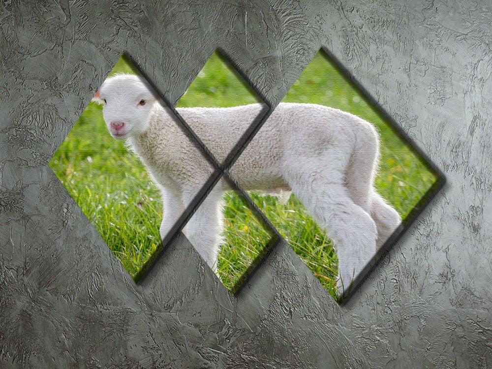 A white suffolk lamb 4 Square Multi Panel Canvas - Canvas Art Rocks - 2