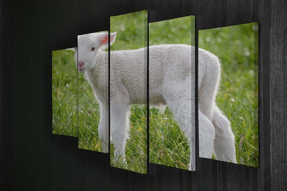 A white suffolk lamb 5 Split Panel Canvas - Canvas Art Rocks - 2
