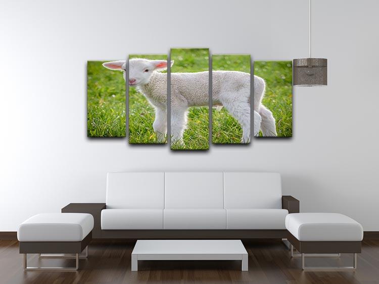 A white suffolk lamb 5 Split Panel Canvas - Canvas Art Rocks - 3