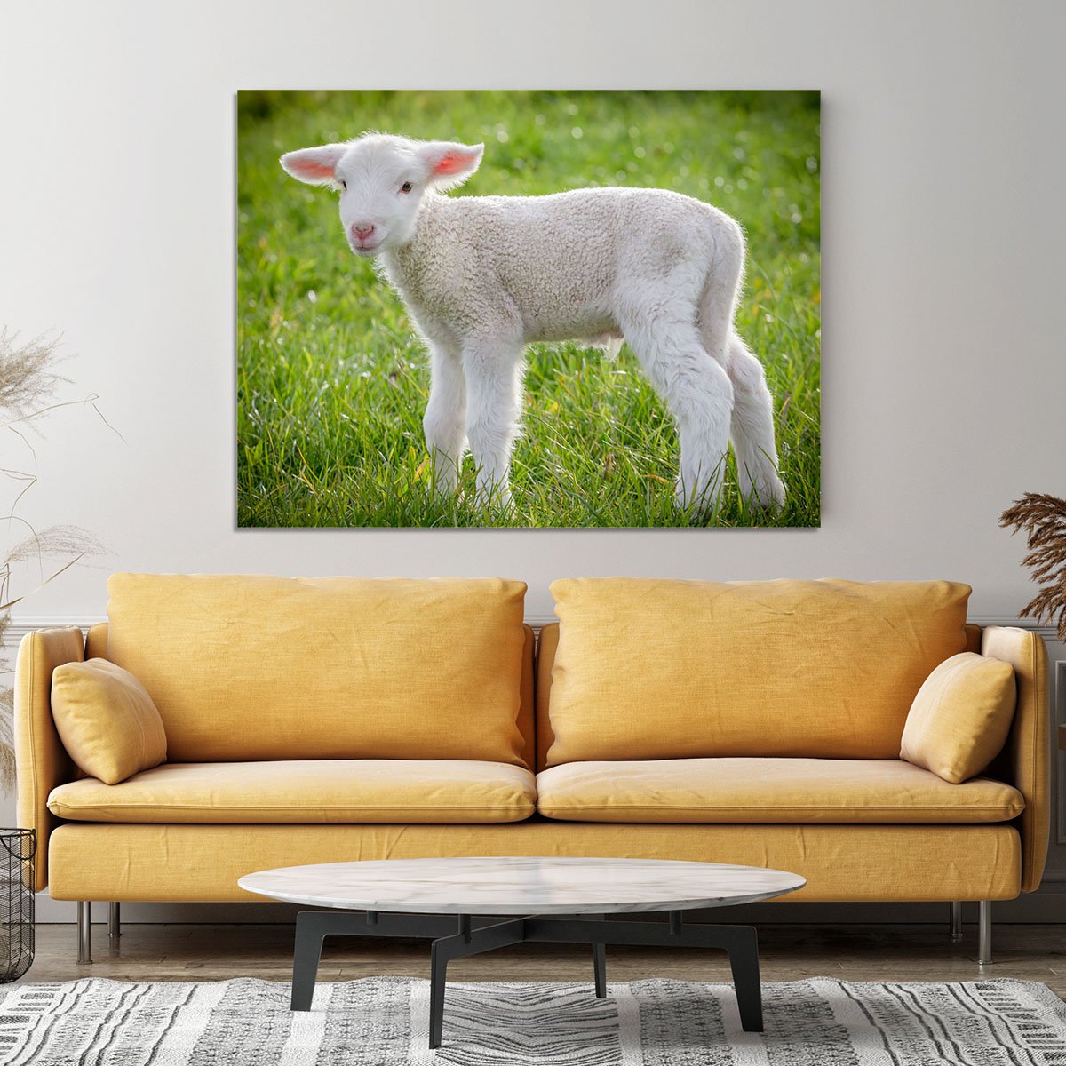 A white suffolk lamb Canvas Print or Poster