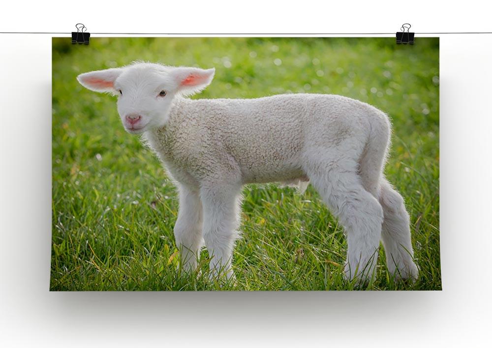 A white suffolk lamb Canvas Print or Poster - Canvas Art Rocks - 2