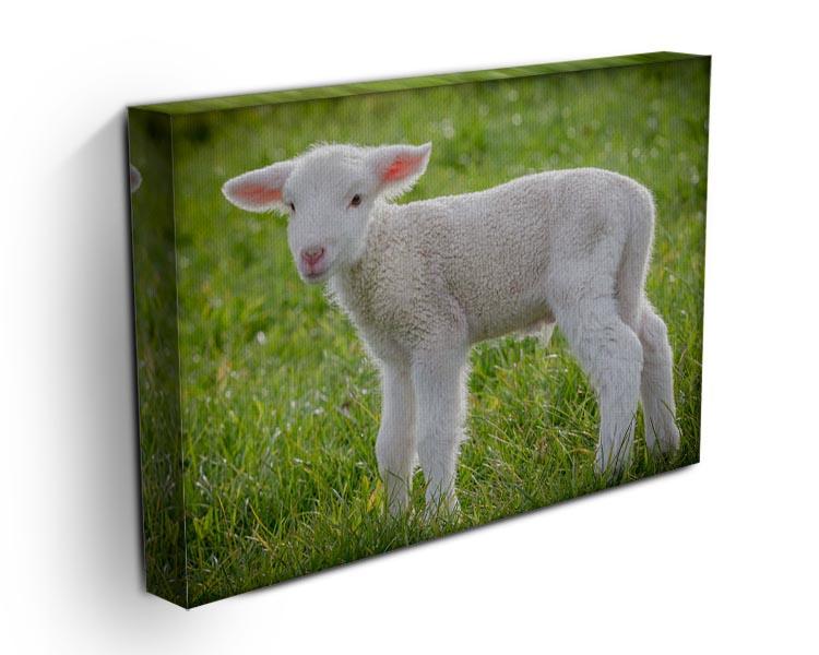 A white suffolk lamb Canvas Print or Poster - Canvas Art Rocks - 3