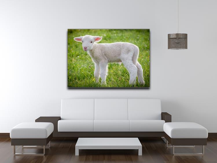 A white suffolk lamb Canvas Print or Poster - Canvas Art Rocks - 4