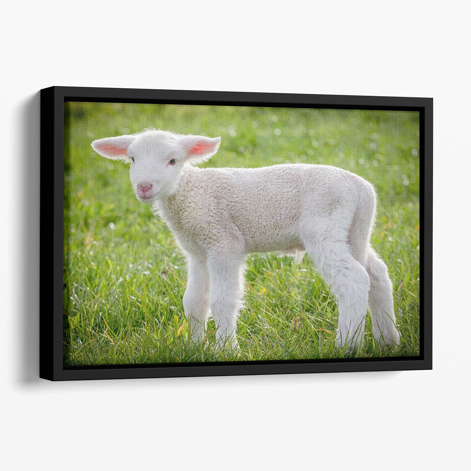 A white suffolk lamb Floating Framed Canvas - Canvas Art Rocks - 1