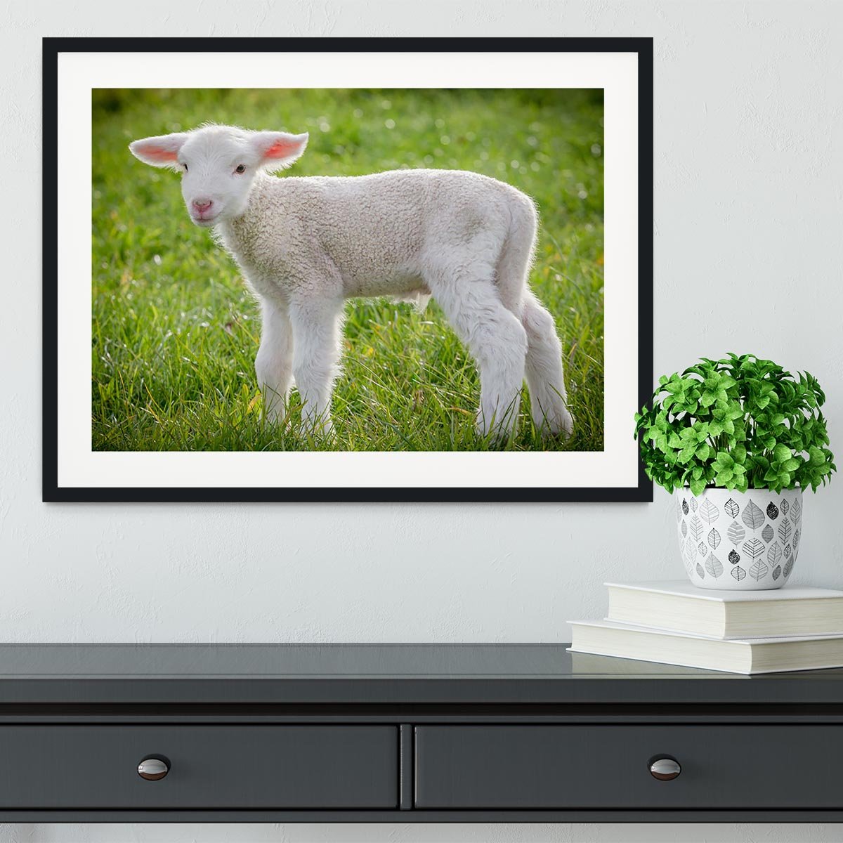 A white suffolk lamb Framed Print - Canvas Art Rocks - 1