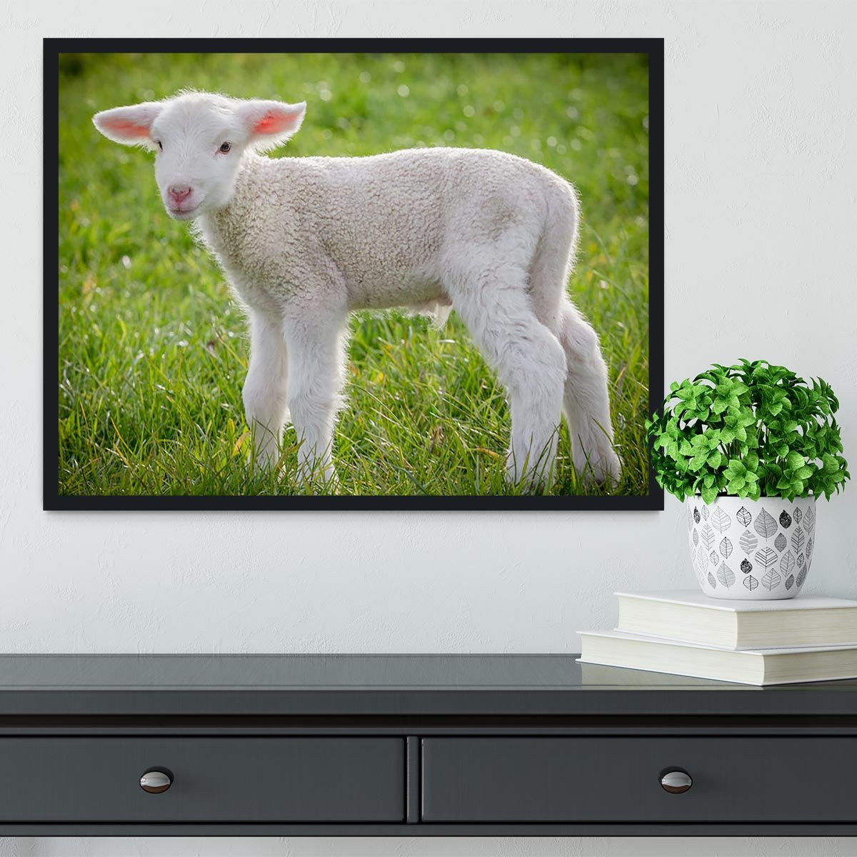 A white suffolk lamb Framed Print - Canvas Art Rocks - 2