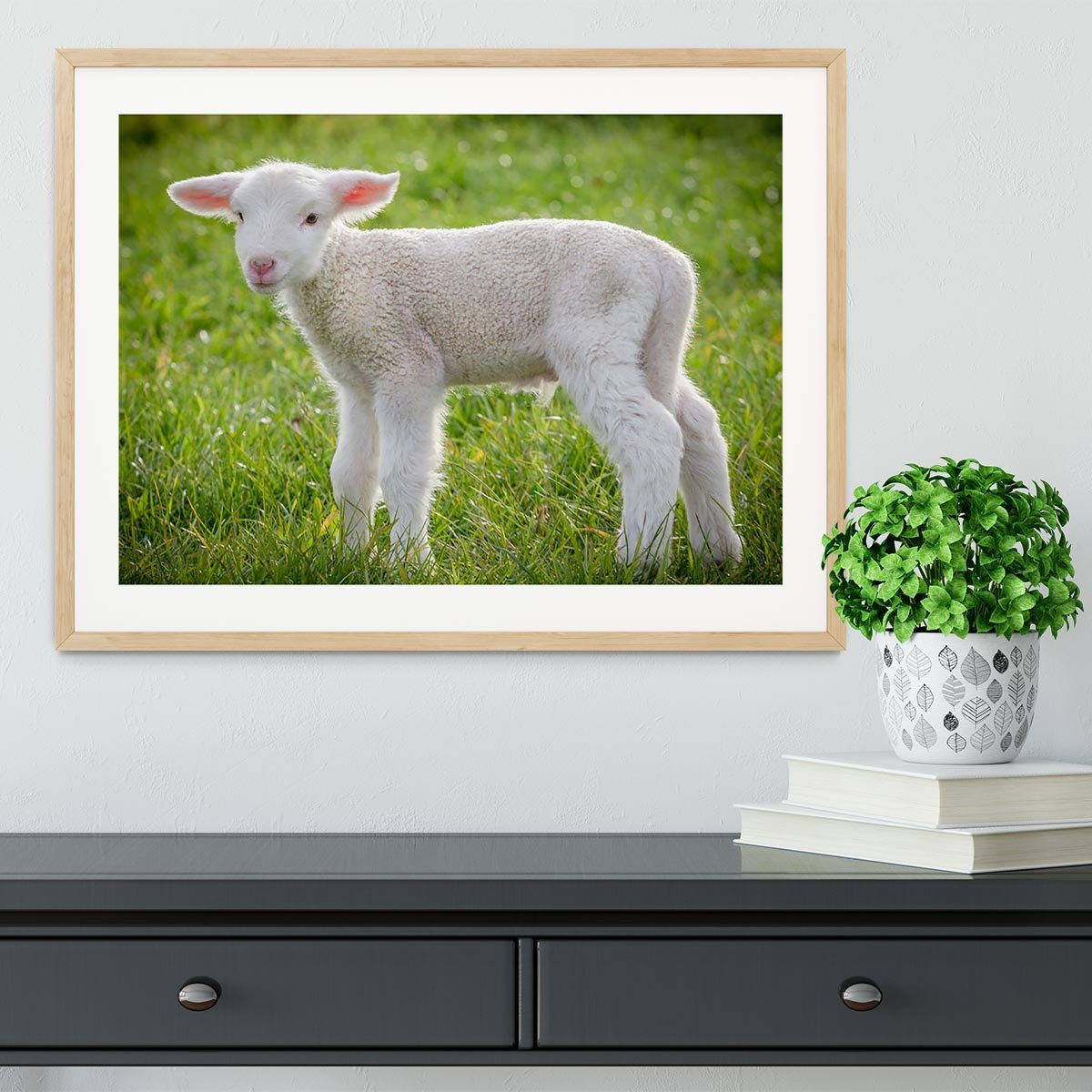 A white suffolk lamb Framed Print - Canvas Art Rocks - 3
