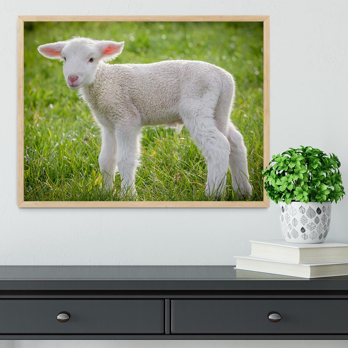 A white suffolk lamb Framed Print - Canvas Art Rocks - 4