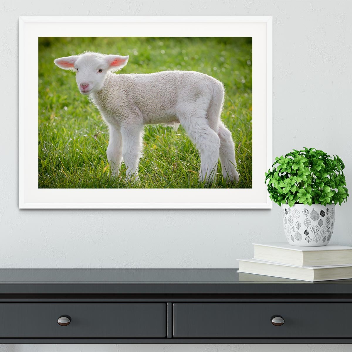 A white suffolk lamb Framed Print - Canvas Art Rocks - 5
